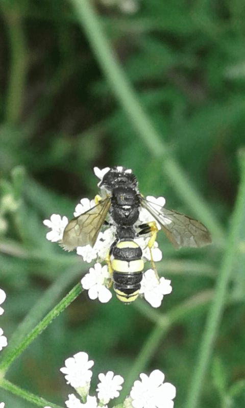 Crabronidae : Cerceris sabulosa? S